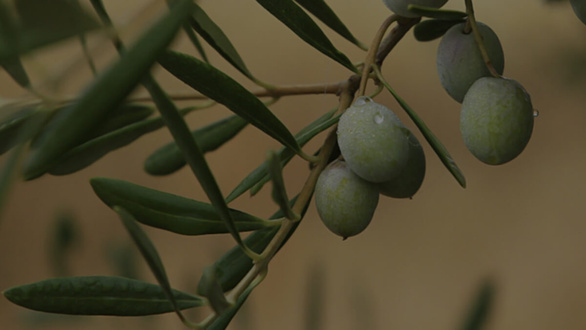 Tecnología e Innovación Agriges (1).jpg